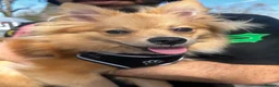 Pomeranian dogs for sale: Panko  in Harlow - Advert 4