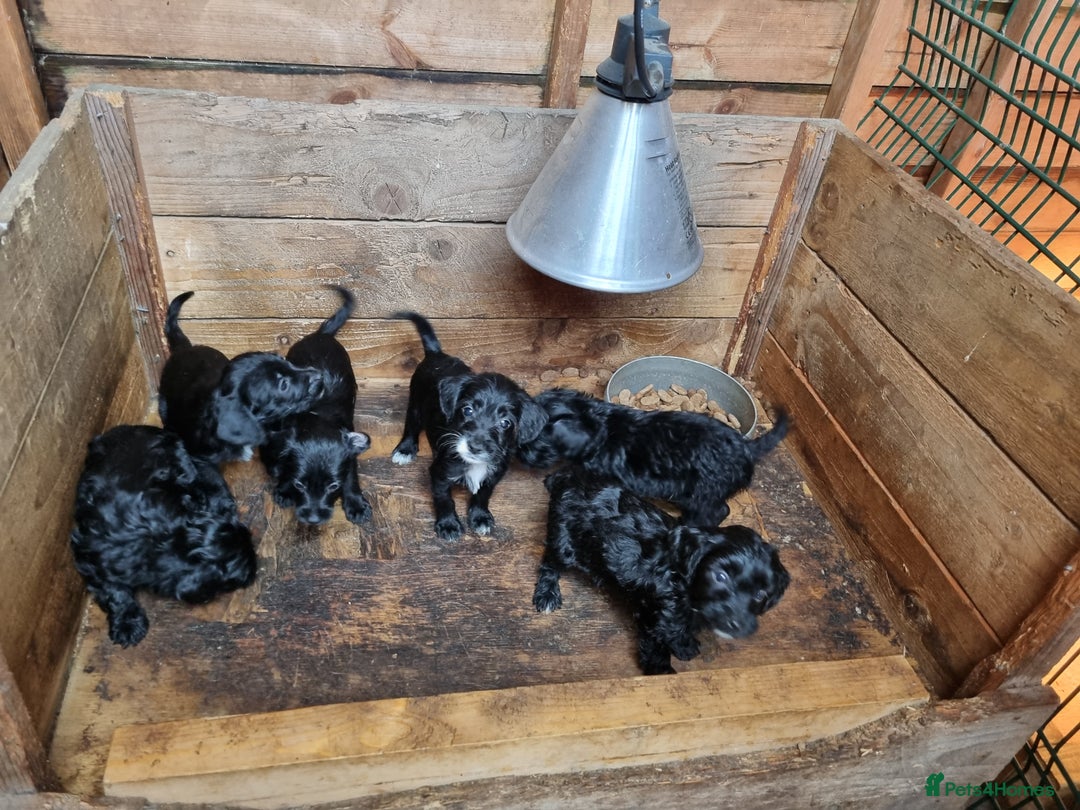 Jackapoo dogs for sale: Jackapoo puppies - Image 7