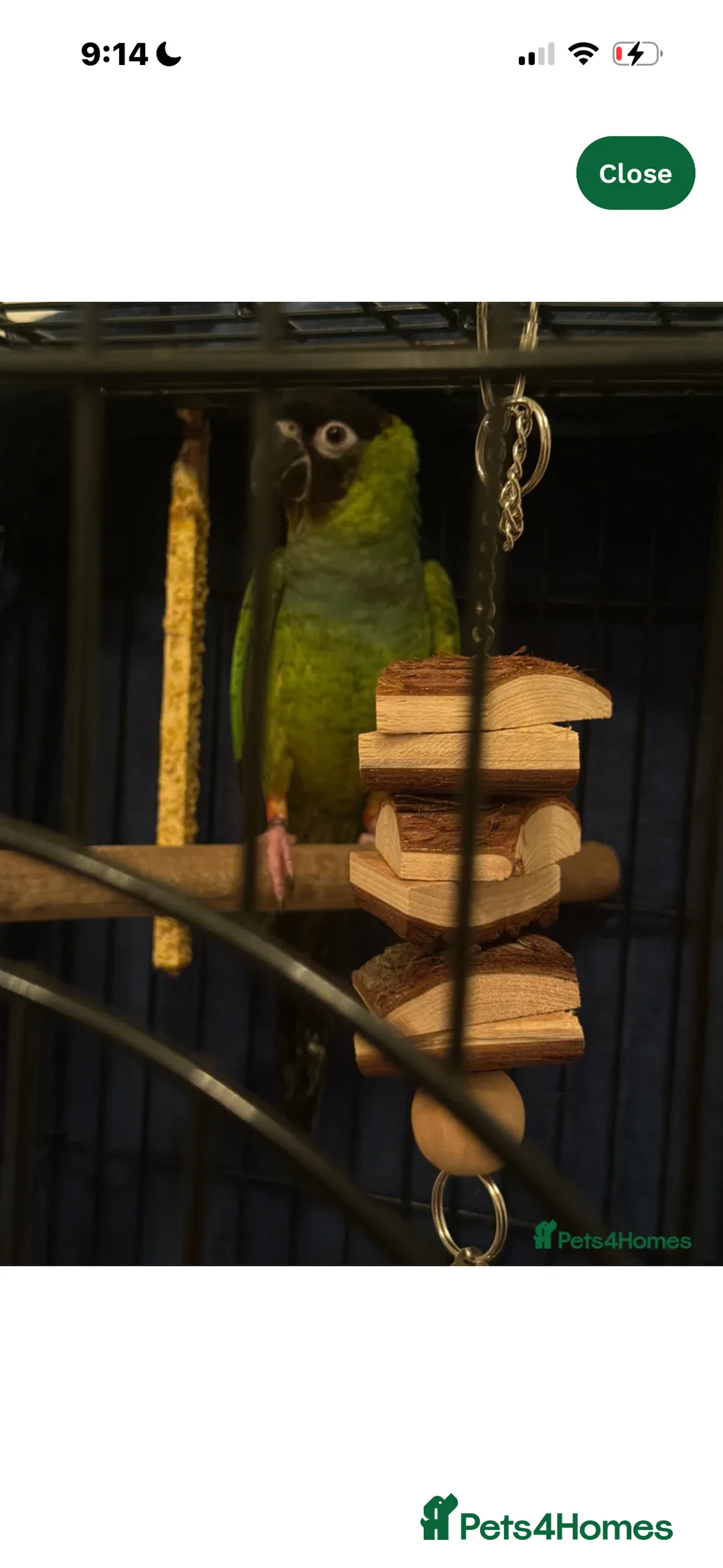 Conures birds for sale: Black capped conure - Advert 6