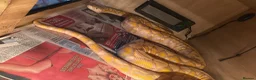 Python Snake reptiles for sale: Reticulated pythons  - Advert 2