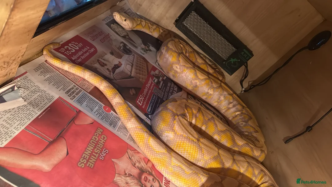 Python Snake reptiles for sale: Reticulated pythons  - Advert 2