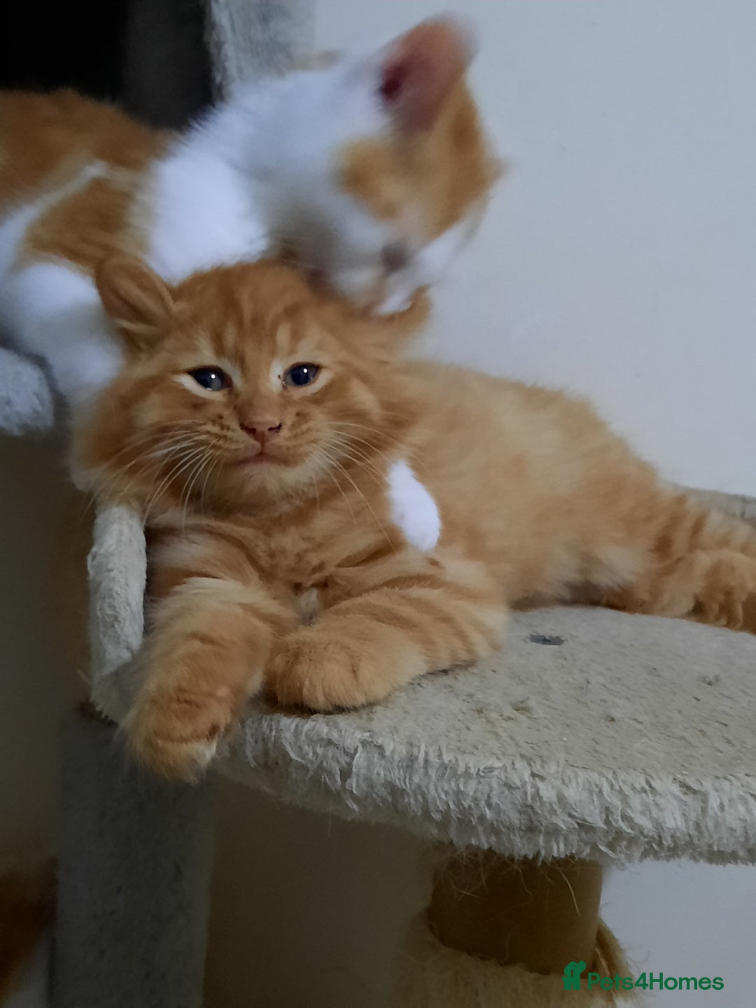 Domestic Shorthair cats for sale: Happy kittens ready to share love and joy  - Image 10
