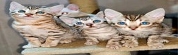 Bengal cats for sale: Bengal kittens  - Advert 18