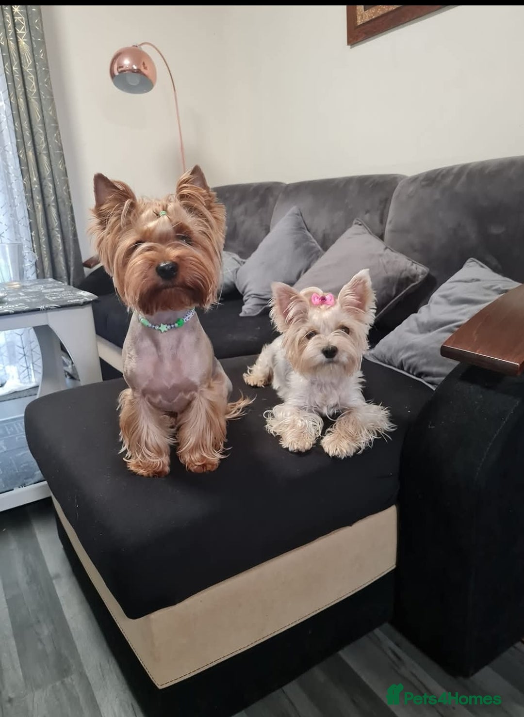 Yorkshire Terrier dogs for sale: Yorkshire terrier puppies (3 girls) - Image 8