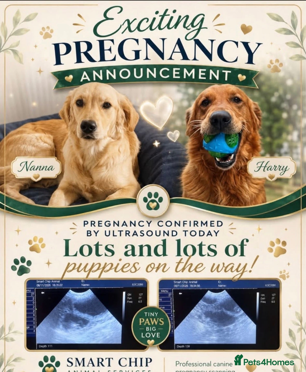 Golden Retriever dogs Golden retriever puppies (7)  - Advert 1