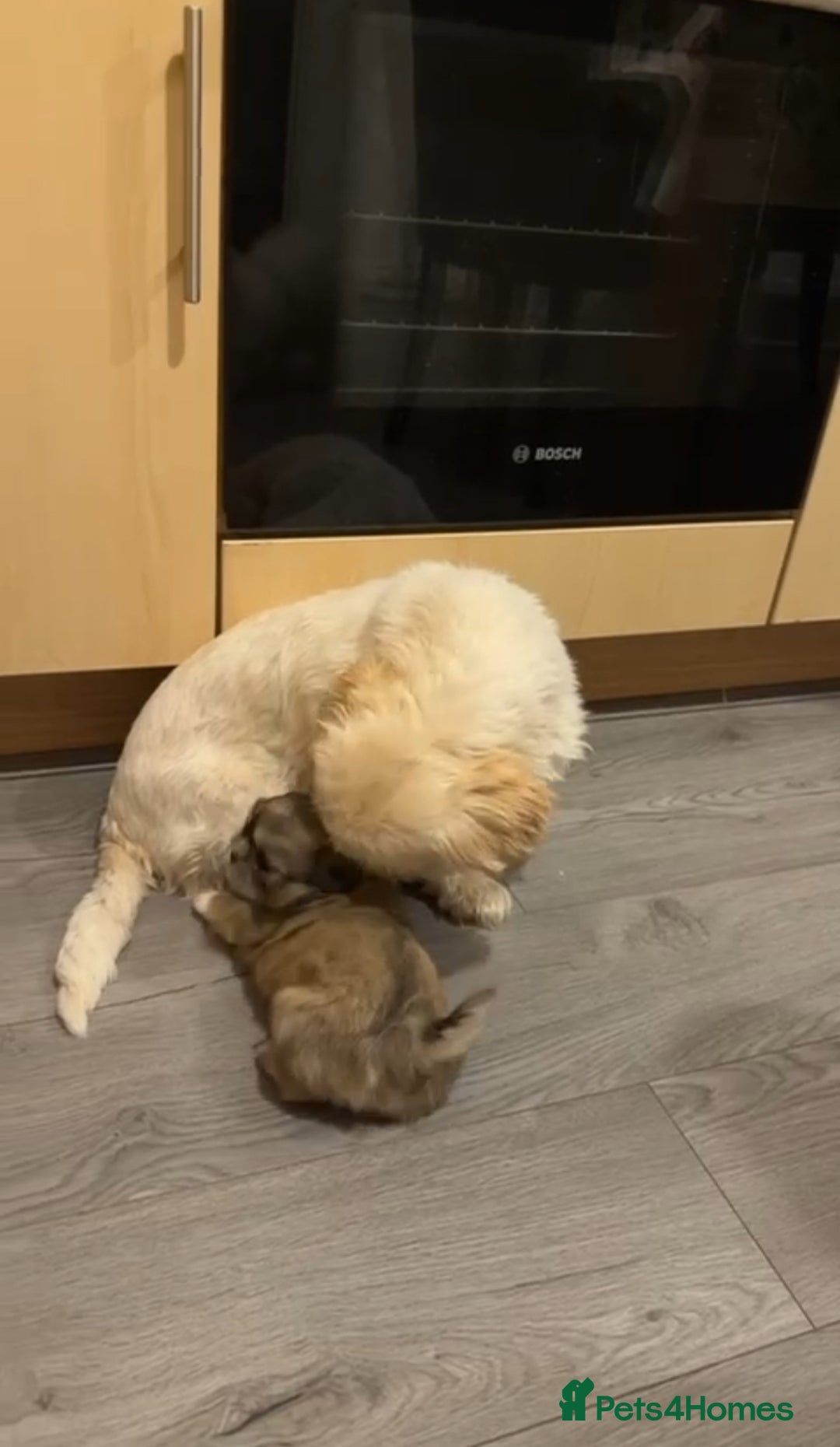 Shih Tzu dogs for sale: Shih tzu puppy - Advert 1