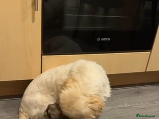 Shih Tzu dogs Shih tzu puppy - Advert 1