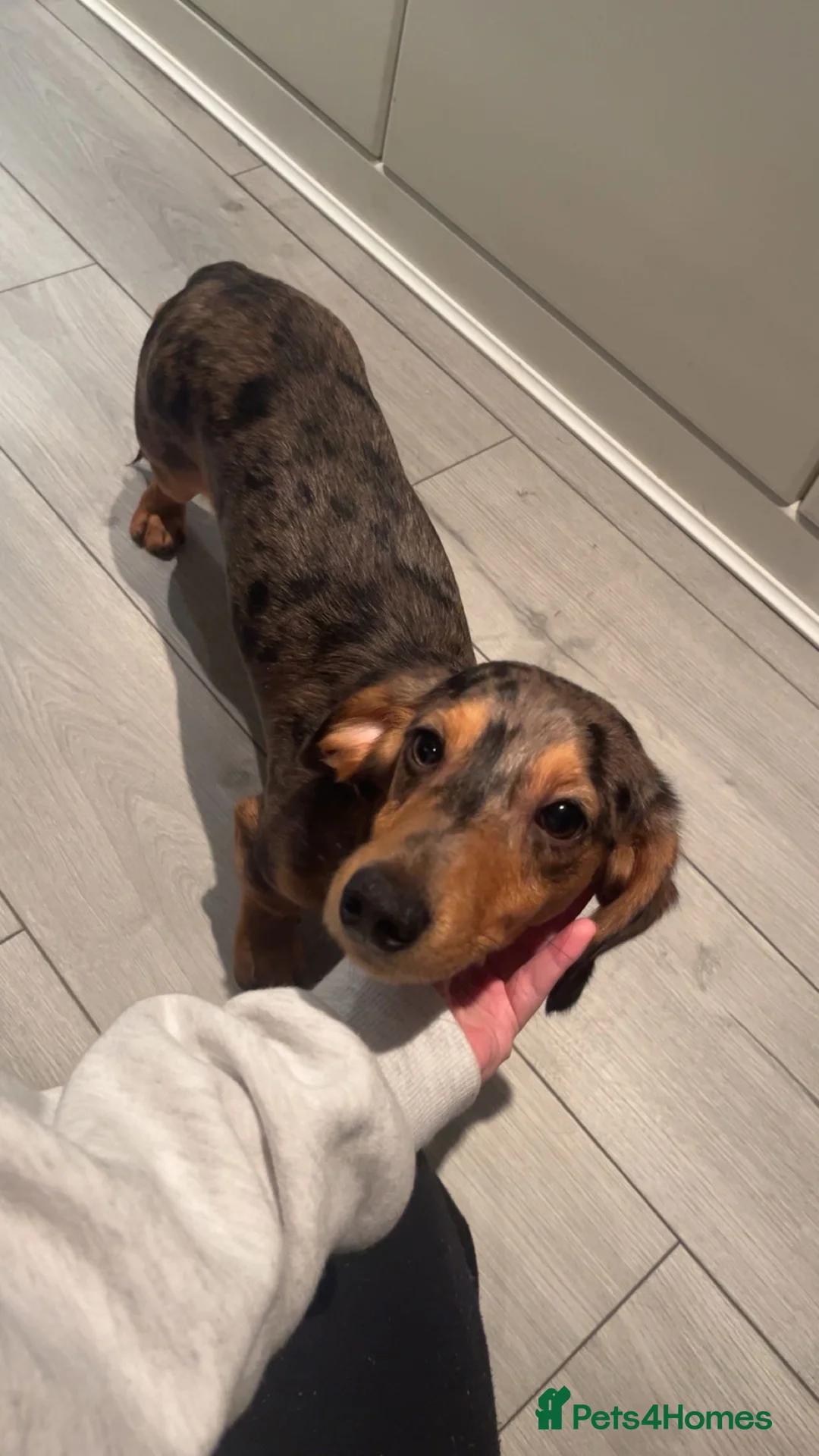 Miniature Dachshund dogs for sale: Harlow in Barnsley - Advert 2