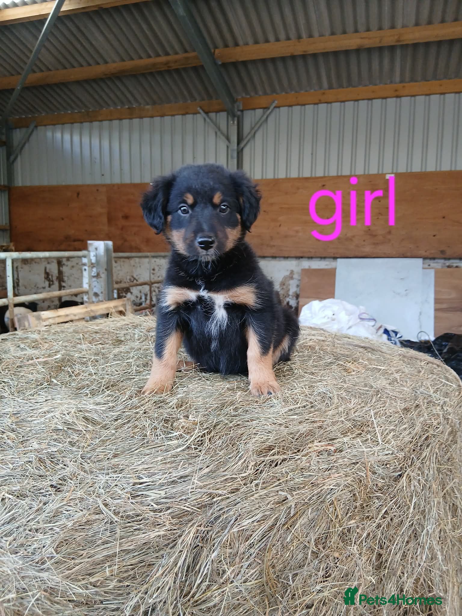 Border Collie dogs Beautiful border collie puppies  - Advert 11