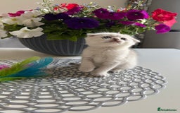 Scottish Fold cats for sale: 2 Scottish Girls  - Image 3