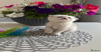Scottish Fold cats - Advert 10