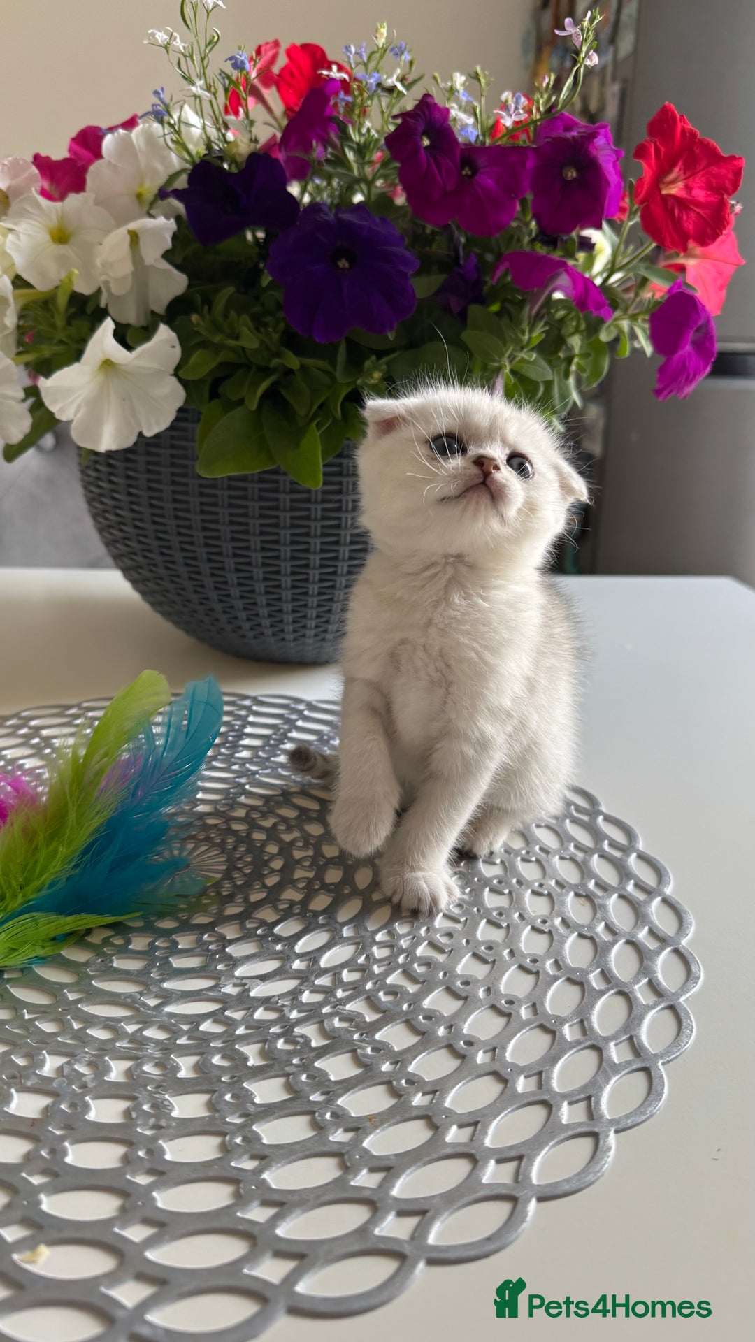 Scottish Fold cats for sale: 2 Scottish Girls  - Image 3