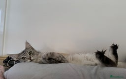 Maine Coon cats for sale: Looking for a temporary home for my cat - Image 6