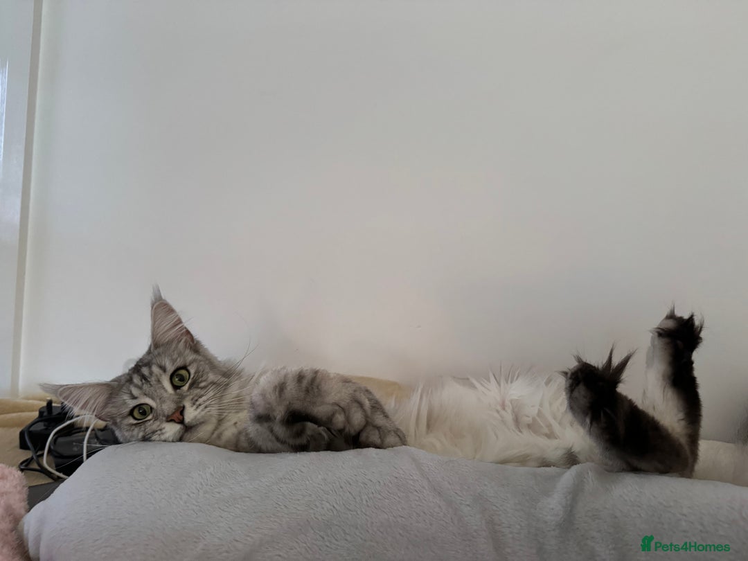 Maine Coon cats for sale: Looking for a temporary home for my cat - Image 6