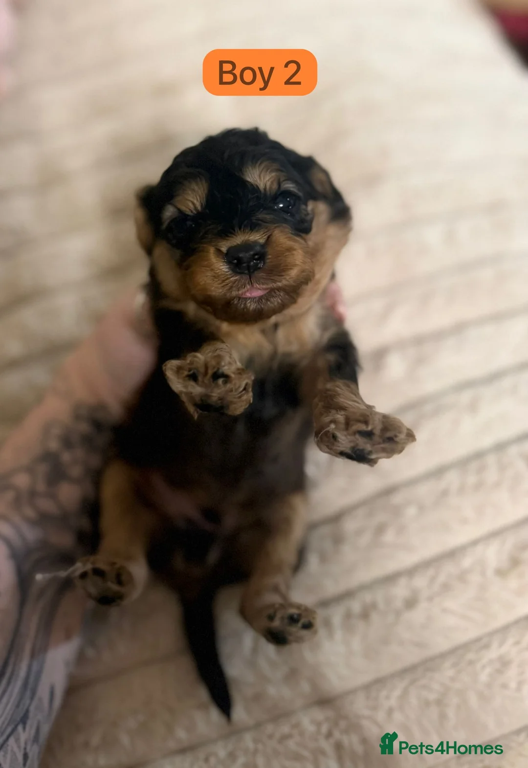 Cavapoo dogs for sale: Cavapoo Puppies - Advert 15