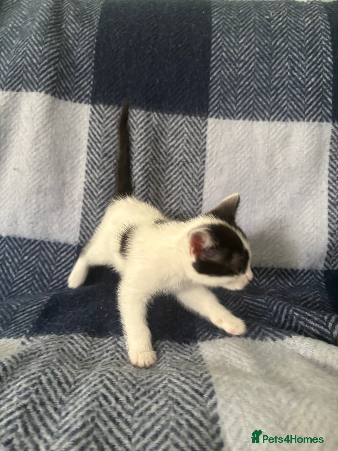 Mixed Breed cats for sale: Domestic cats  - Image 6