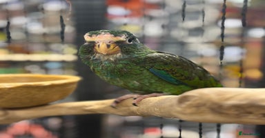 Parrots birds - Advert 8