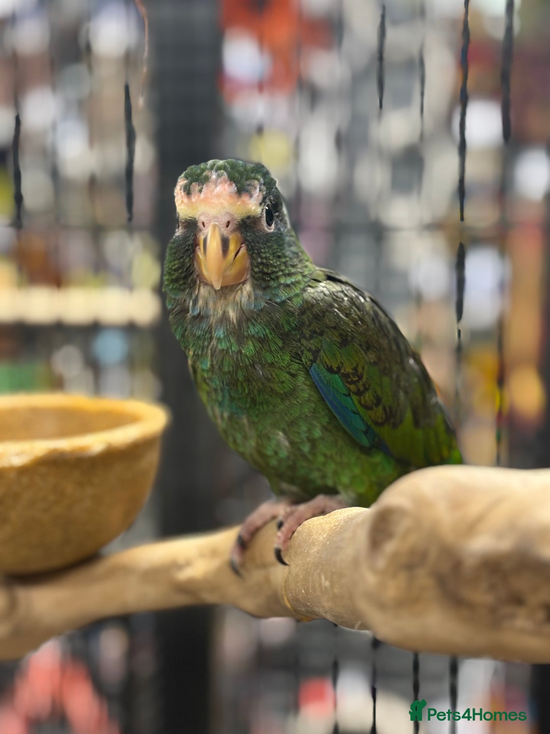 Parrots birds for sale: Hand reared white capped Pinous  - Image 3