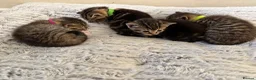 Mixed Breed cats for sale: Beautiful kittens  in Ipswich - Advert 20