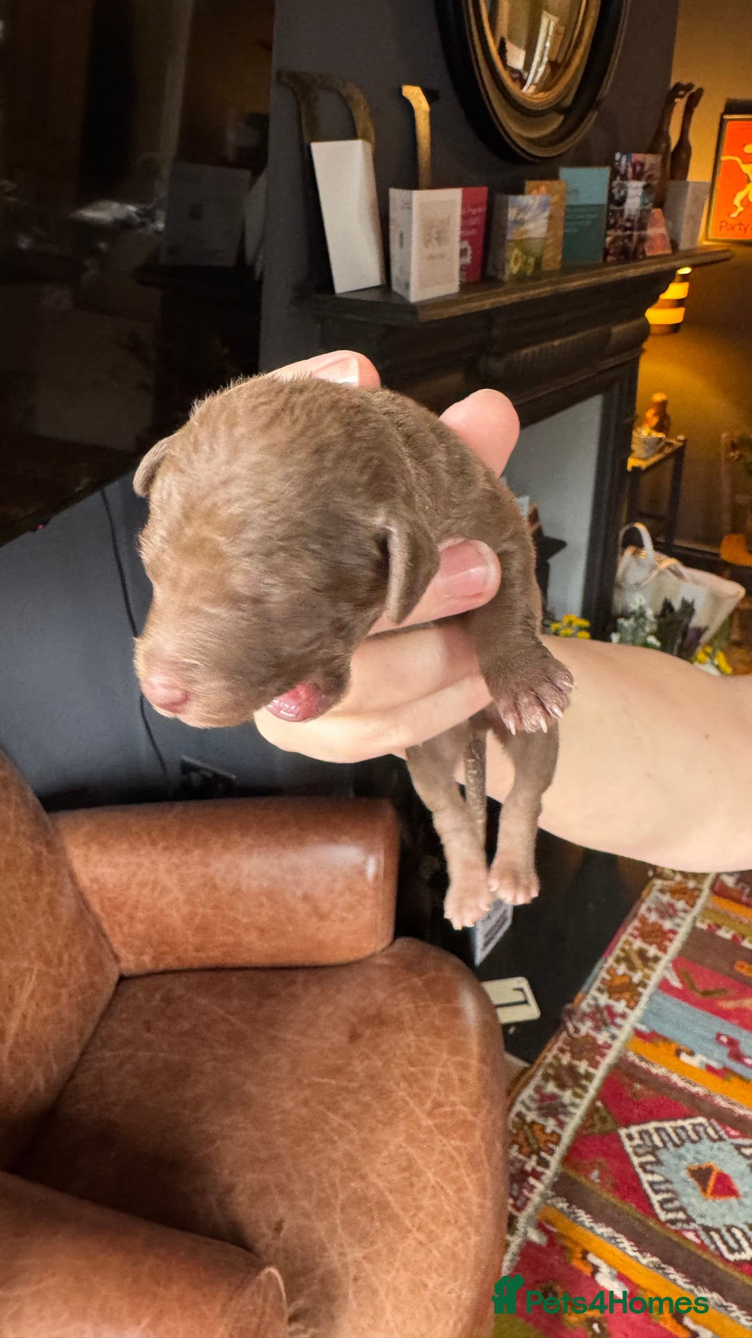 Mixed Breed dogs for sale: Bedlington x whippet puppies - Image 8