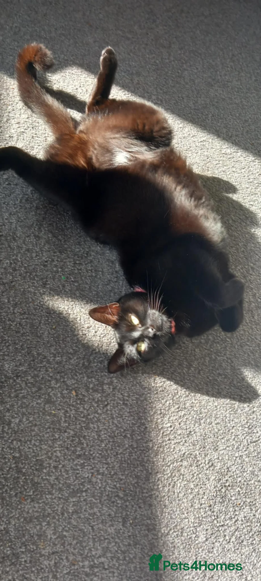 Domestic Shorthair cats for sale: 4 yr old tuxedo brother & sister  in Abergavenny - Advert 2
