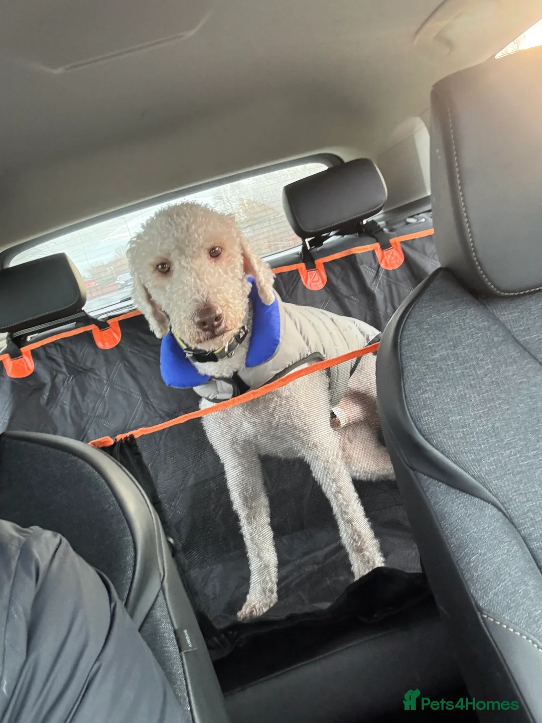 Bedlington Terrier dogs for stud: Bedlington Terrier Stud - Liver - AGE 6 - CT CLEAR in Darlington - Advert 7