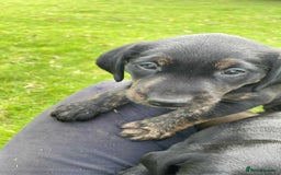 Labrador Retriever dogs for sale: Gorgeous Working Labrador Pups AVAILABLE NOW! - Image 3