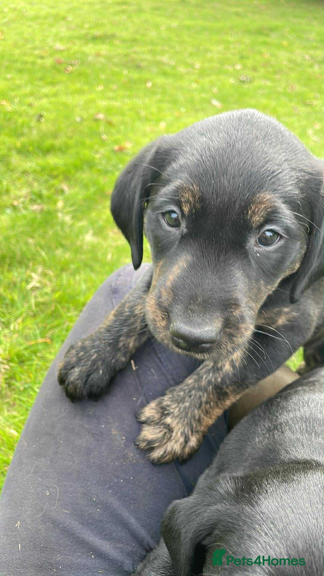 Labrador Retriever dogs for sale: Gorgeous Working Labrador Pups AVAILABLE NOW! - Image 3