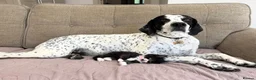 Maine Coon cats for sale: Maine Coon X cross kittens in Cranbrook - Advert 12