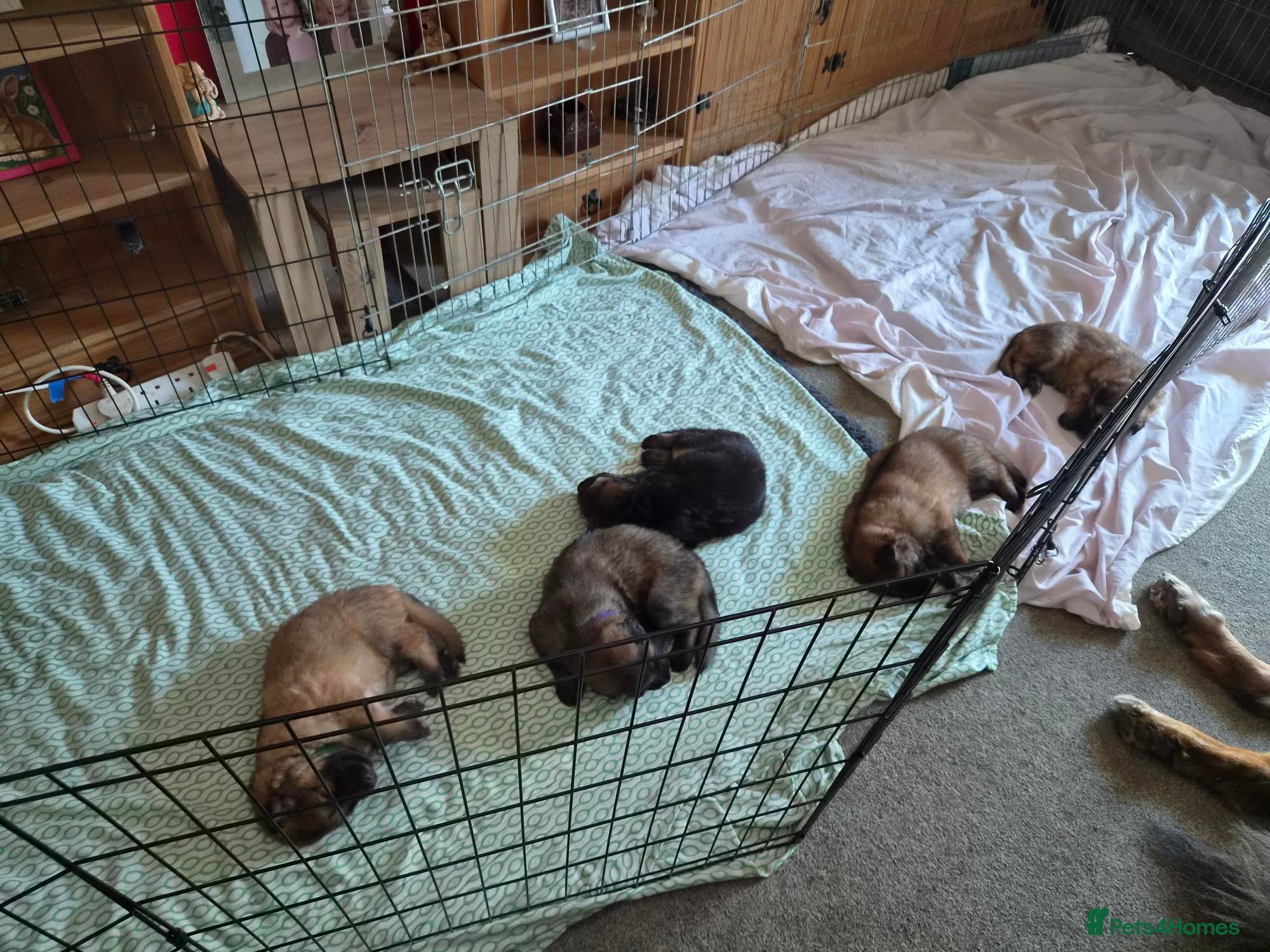 German Shepherd dogs Beautiful GSD puppies - Advert 1