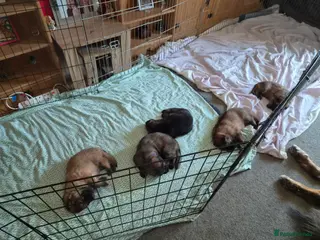 German Shepherd dogs Beautiful GSD puppies - Advert 1