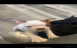 Boston Terrier dogs for sale: Boston Terrier puppy 🐶💕 BRISTOL - Image 3