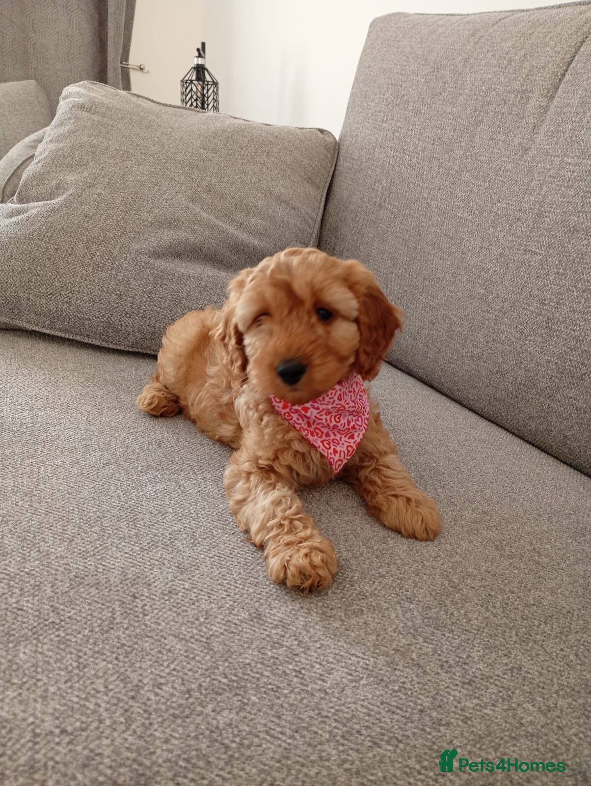 Cockapoo dogs Family-Raised Miniature Cockapoos  available now  - Advert 11