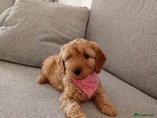 Cockapoo dogs Family-Raised Miniature Cockapoos available now - Advert 11