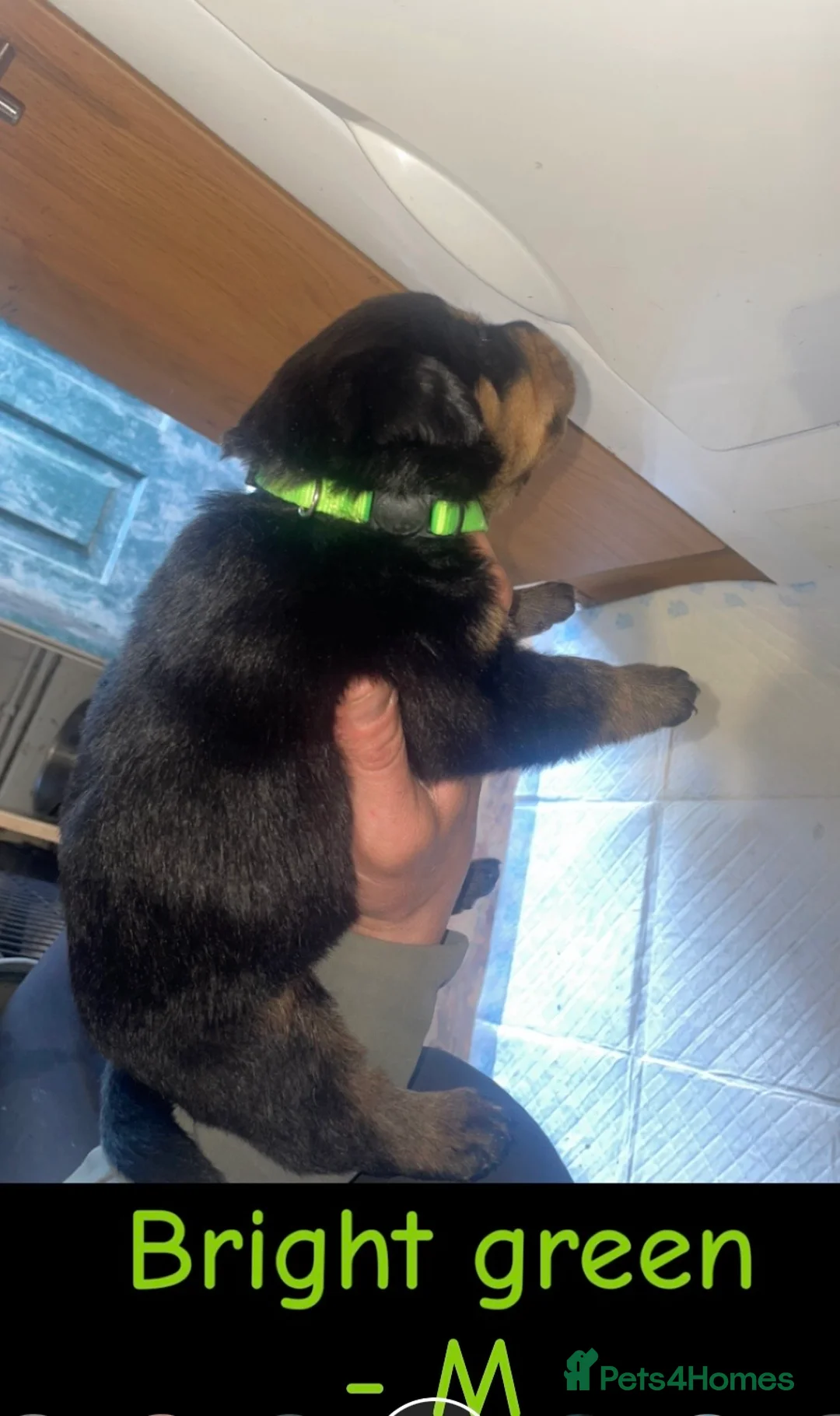 Rottweiler dogs for sale: German Rottweiler puppies  in Preston - Advert 2