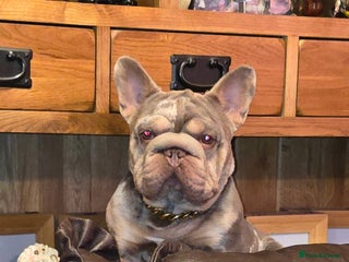 French Bulldog dogs - Advert 1