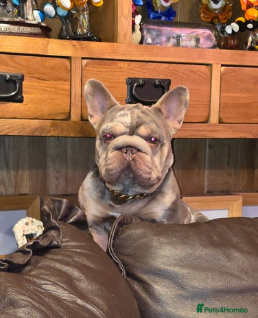 French Bulldog dogs - Advert 5
