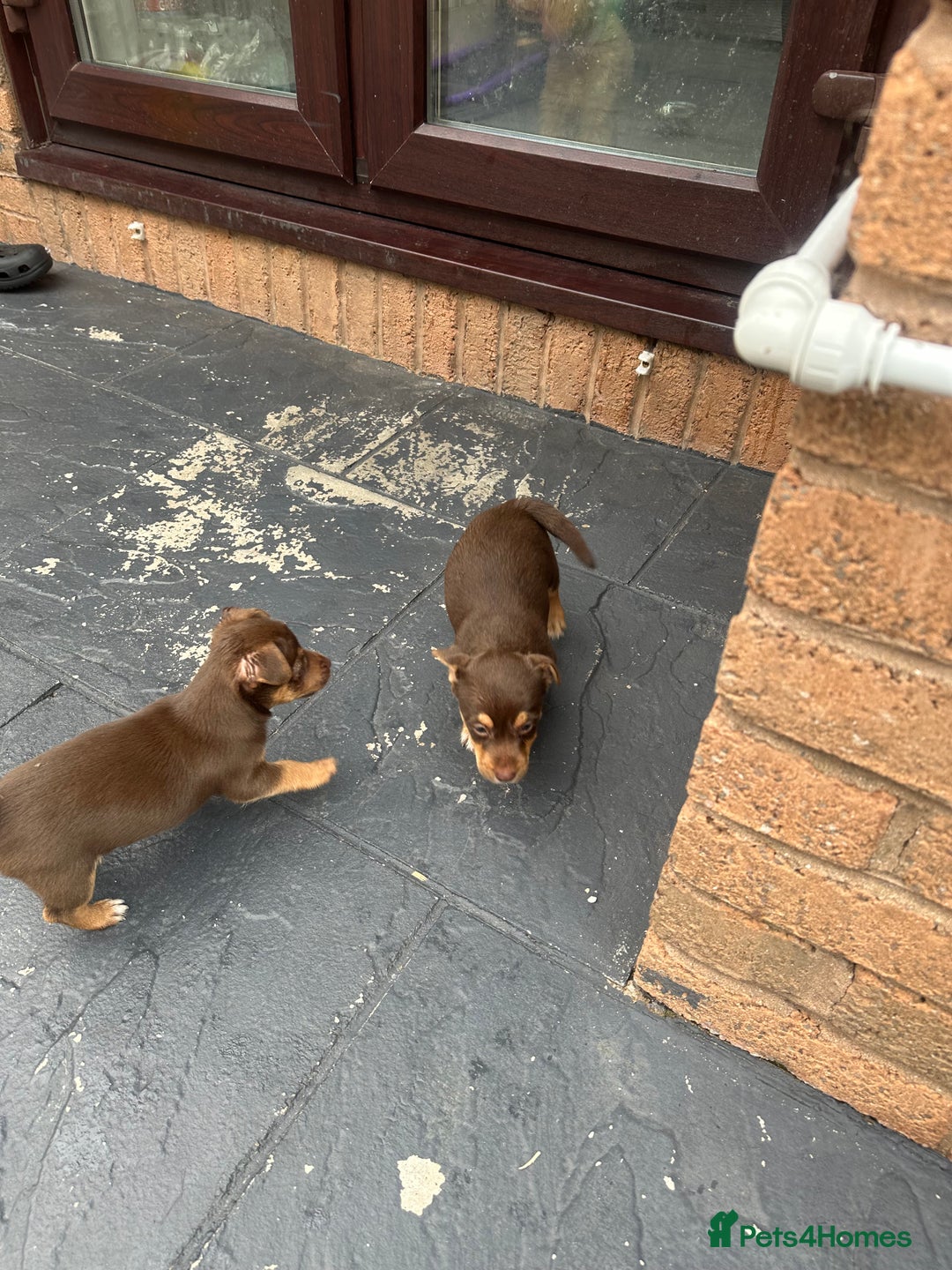 Jack Russell dogs for sale: 🐾 Adorable Jack Russell Puppies for Sale! 🐾 - Image 16