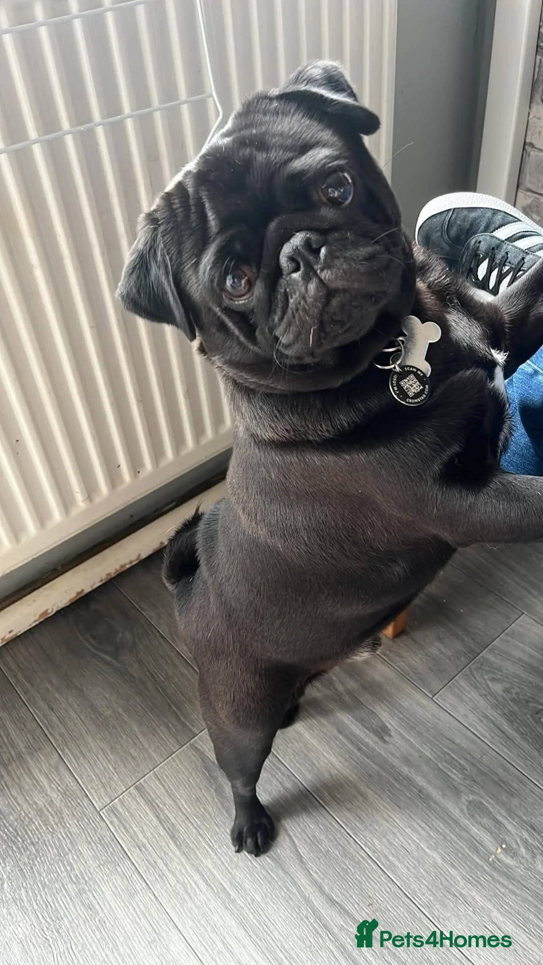 Pug dogs for sale: Boy Pug - Advert 2