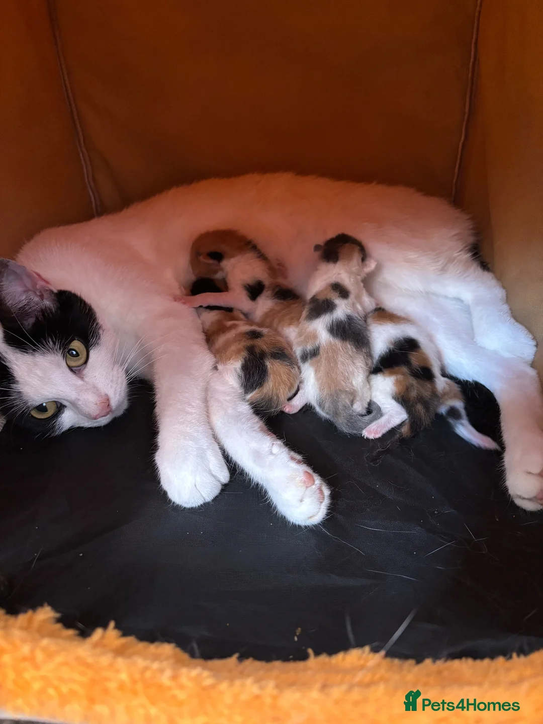 Mixed Breed cats for sale: Three calico kittens  - Advert 1