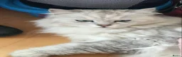 Persian cats for sale: Chocolate Box kittens for sale! - Advert 2