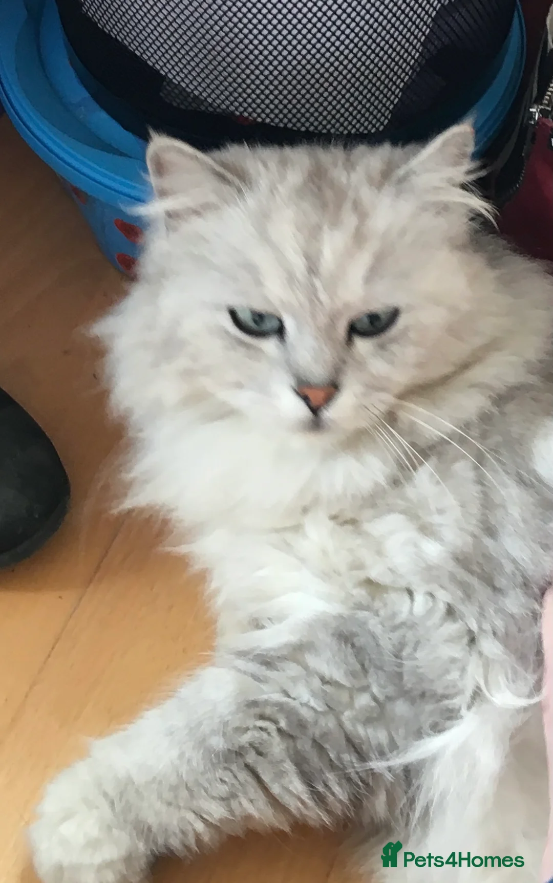 Persian cats for sale: Chocolate Box kittens for sale! - Advert 2