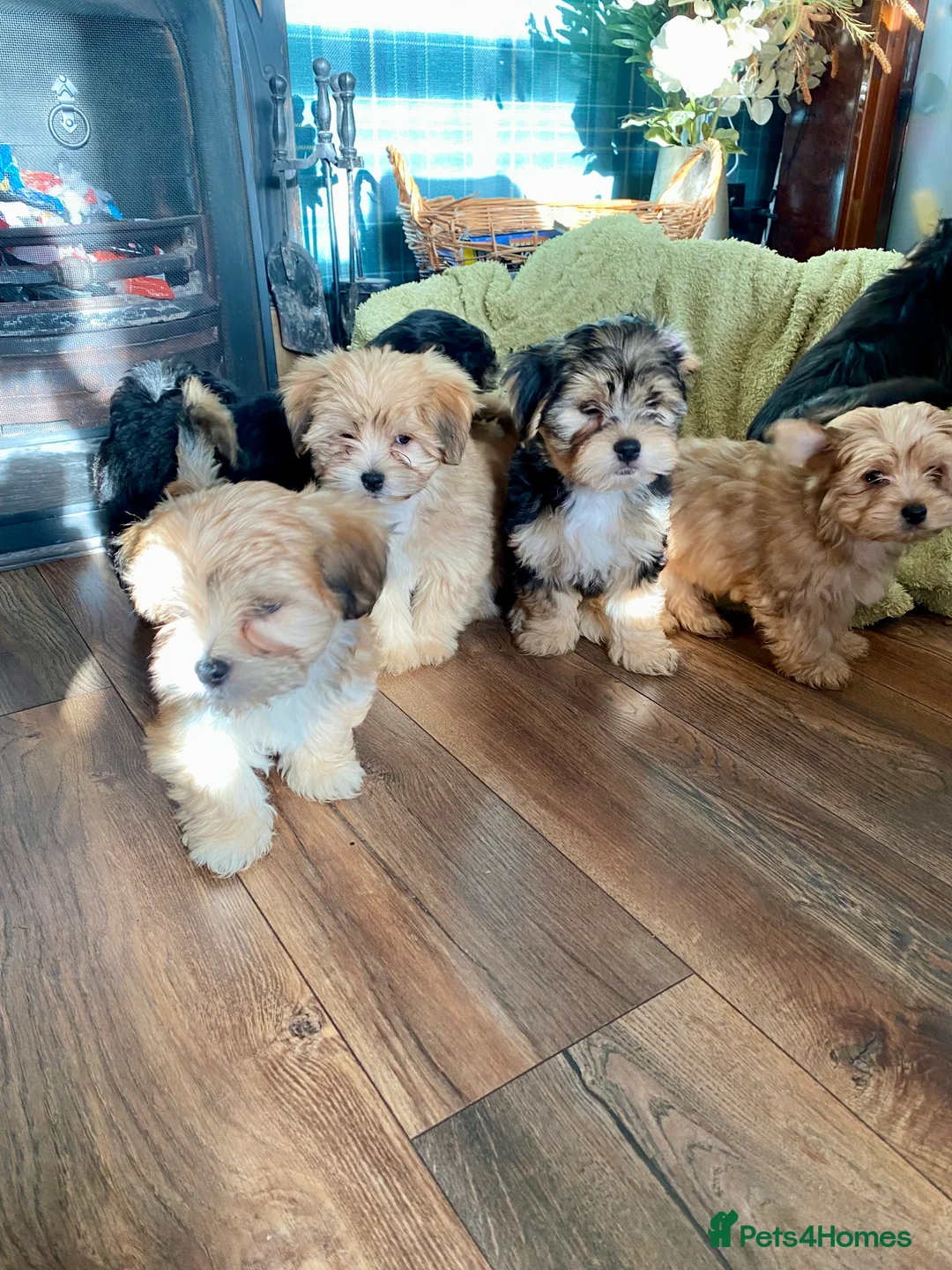 Morkie dogs for sale: Morkie puppies  - Advert 16