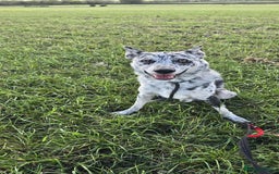 Mixed Breed dogs for adoption: STUNNING SMUDGE - Image 1