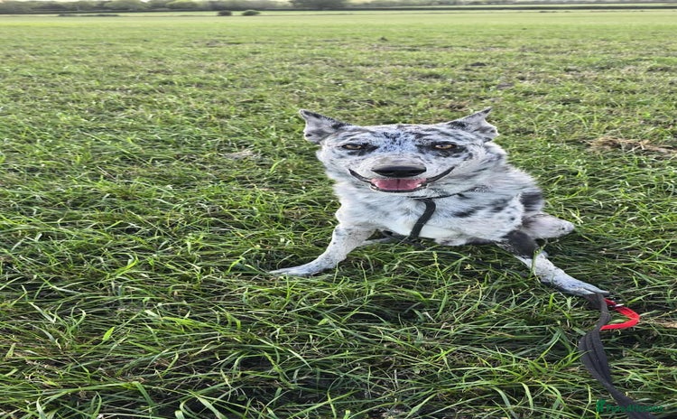 Mixed Breed dogs - Advert 12