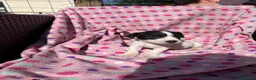 Jack Russell dogs for sale: Jack Russel Cross - Advert 5
