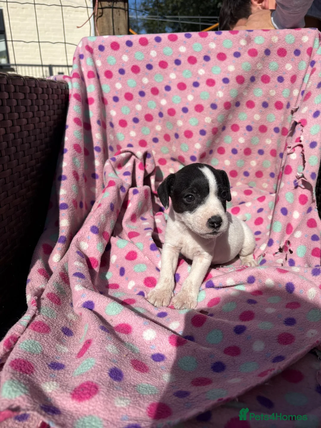 Jack Russell dogs for sale: Jack Russel Cross - Advert 5