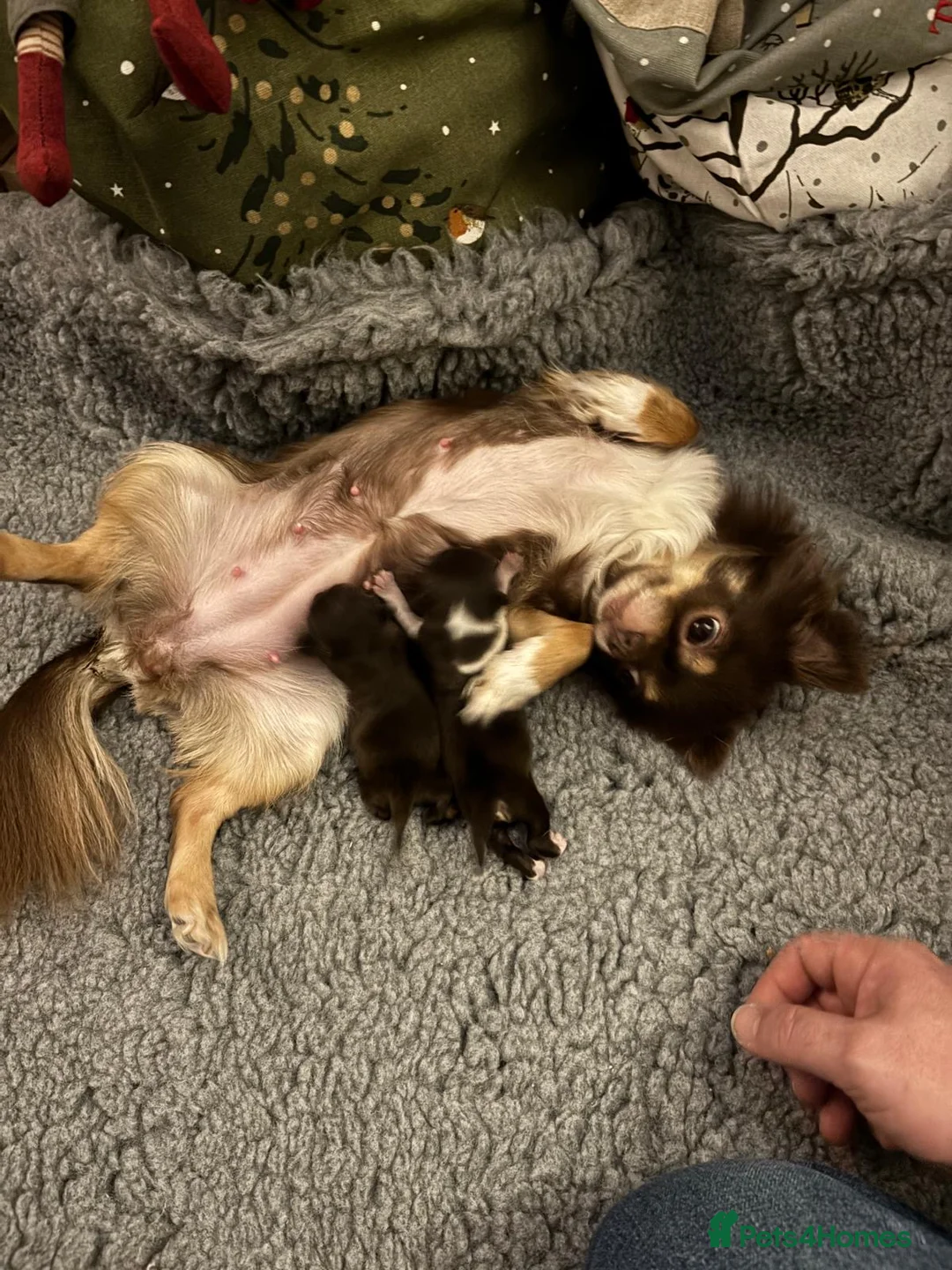 Chihuahua dogs for sale: Chocolate chihuahua boys ready now  - Advert 2