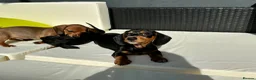Chiweenie dogs for sale: 1 year old dachshund looking for forever home - Advert 6