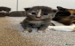 Maine Coon cats for sale: Beautiful mainecoon crosses - Advert 14